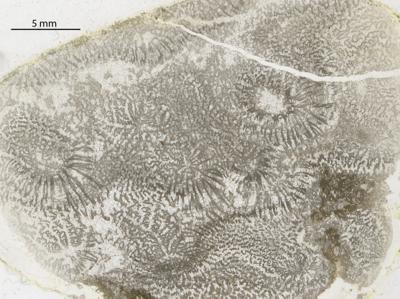https://files.geocollections.info/large/ea/6b/ea6b120d-9dac-492b-894e-c19d0d019401.jpg