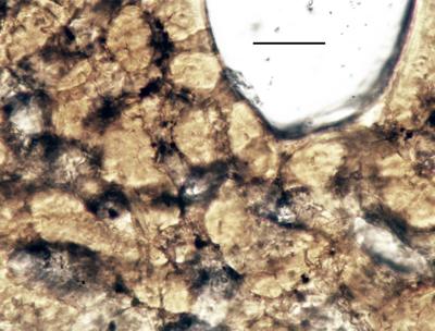 https://files.geocollections.info/large/ea/6d/ea6d8dfd-79ae-44e3-b53c-3090d27712d0.jpg