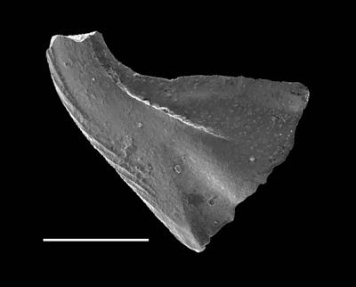 https://files.geocollections.info/large/ea/77/ea772c2c-c259-4918-af50-d348114dfef1.jpg