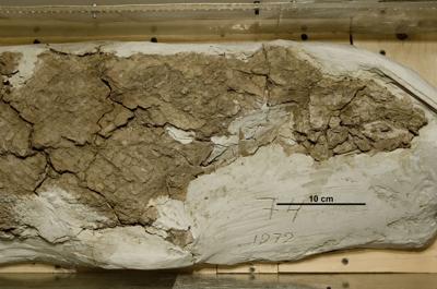 https://files.geocollections.info/large/ea/79/ea79cb97-7163-49d3-a9c9-031a903c937b.jpg