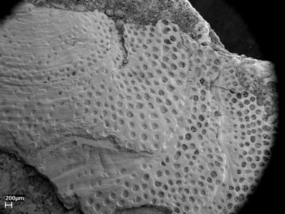 https://files.geocollections.info/large/ea/ac/eaaca2f3-76a0-4462-b47a-b2f9920ee6ce.jpg