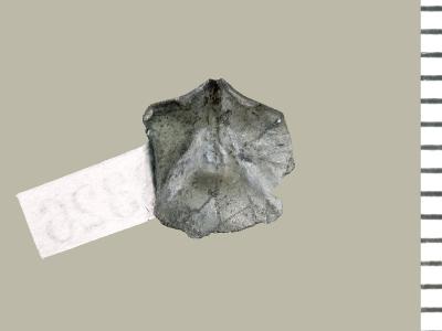https://files.geocollections.info/large/ea/cd/eacd7ced-570e-4c03-9ee5-19c47706d211.jpg