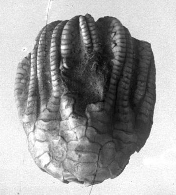 https://files.geocollections.info/large/ea/d8/ead85a39-c6f5-476a-9746-324a6401d75f.jpg