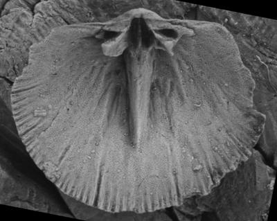 https://files.geocollections.info/large/eb/16/eb16a376-bc15-4372-b47b-1f7460050fdf.jpg