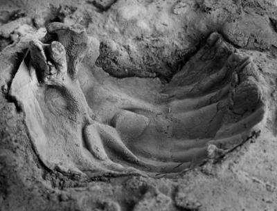 https://files.geocollections.info/large/eb/39/eb39229b-22d0-4e08-a28c-8f678112eec5.jpg