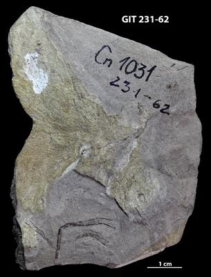 https://files.geocollections.info/large/eb/45/eb45d764-671d-4add-a194-9a5316e0902d.jpg