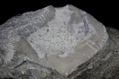 https://files.geocollections.info/large/eb/4b/eb4b052e-be19-4c1c-b712-2734e0dde72c.jpg