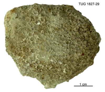 https://files.geocollections.info/large/eb/4d/eb4d04c6-0d97-42d8-b953-ce342100fa68.jpg