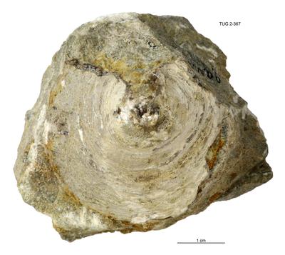 https://files.geocollections.info/large/eb/67/eb67c6b3-f05c-4373-8736-d875fc8dd81f.jpg