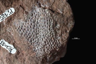 https://files.geocollections.info/large/eb/ae/ebaeb86d-654e-4041-a75d-7bc9b6c01d4f.jpg