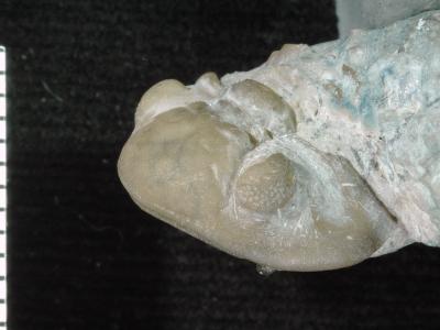 https://files.geocollections.info/large/eb/bd/ebbd9e67-5c1a-427b-b4fc-2d8952e9652d.jpg
