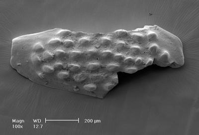 https://files.geocollections.info/large/eb/c2/ebc2620a-72d5-4509-9b4b-60ef7ed7a660.jpg