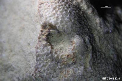 <i>Sanctum isp.</i><br />Aluvere quarry,  m, Haljala Stage