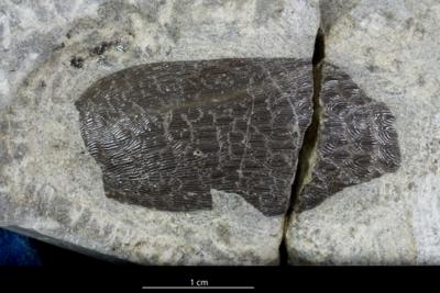 https://files.geocollections.info/large/eb/cd/ebcddd40-6285-4047-ad7e-b14701bab87a.jpg