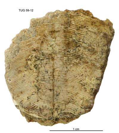 https://files.geocollections.info/large/eb/dc/ebdcc8d7-d070-4eec-b793-1c9f544a19bd.jpg