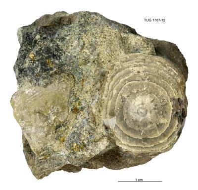 https://files.geocollections.info/large/eb/f7/ebf7e4af-b703-4252-a683-32b04174d788.jpg