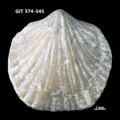 https://files.geocollections.info/large/eb/fe/ebfe9fc6-5af0-4345-8234-f87555afc09b.jpg