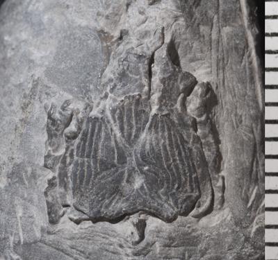 https://files.geocollections.info/large/ec/18/ec18524f-37f5-4f76-9ed8-60eee8e9109b.jpg