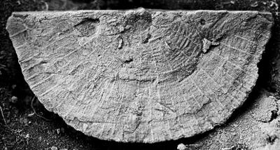 https://files.geocollections.info/large/ec/52/ec522757-2ab7-497c-b34e-eb4cddd44c41.jpg