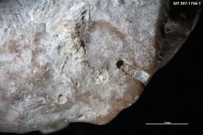 <i>Trypanites isp.</i><br />Kõinastu islet,  m, Adavere Stage