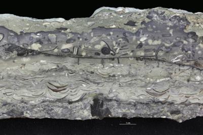 <i></i><br />Saku trench,  m, 