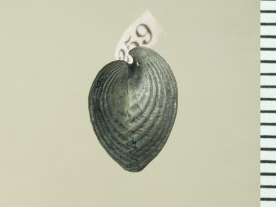 https://files.geocollections.info/large/ec/6c/ec6c5bcb-8312-455e-8bca-c73ceacf359d.jpg