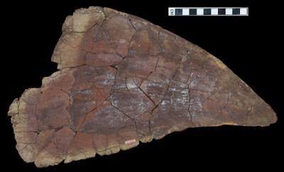https://files.geocollections.info/large/ec/7e/ec7e6bc4-1cde-4d66-81a5-3f94b1d22ca8.jpg
