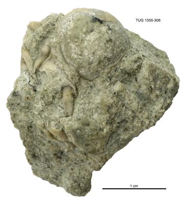 https://files.geocollections.info/large/ec/c3/ecc34087-10b7-4b58-9c01-4e67887d41e0.jpg