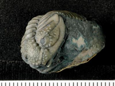 https://files.geocollections.info/large/ec/ec/ecec420f-bb48-48ea-aee0-5d74de9be284.jpg