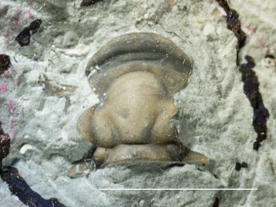 https://files.geocollections.info/large/ec/ee/ecee8c9f-837e-444c-807b-0e7d57ac9df0.jpg