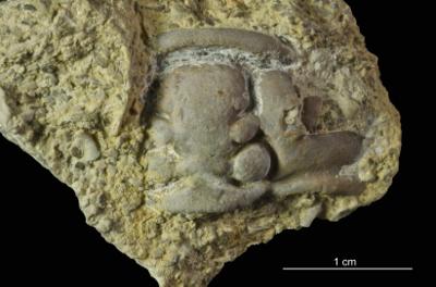 https://files.geocollections.info/large/ed/22/ed226a0a-c3bb-46c2-856f-905736688dc1.jpg