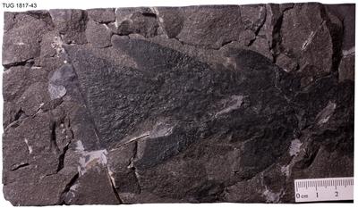 https://files.geocollections.info/large/ed/3e/ed3eb2ad-5077-4129-811d-a9d501847462.jpg