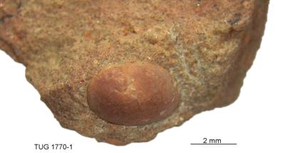https://files.geocollections.info/large/ed/46/ed46c342-f637-484f-bcca-a746314a2839.jpg