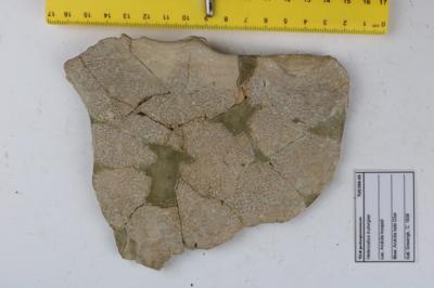 https://files.geocollections.info/large/ed/55/ed553640-20fa-4c34-b32a-3f6631c8d545.JPG