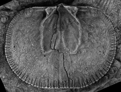 https://files.geocollections.info/large/ed/8f/ed8fb047-0a03-4f23-8a38-68467657f843.jpg