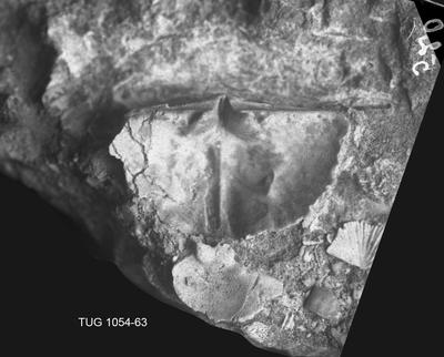 https://files.geocollections.info/large/ed/b5/edb5e09e-b947-4ef6-9b07-36da71118bb6.jpg