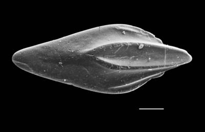 https://files.geocollections.info/large/ed/d1/edd12bd3-768b-40a0-aba6-3e4f20ebbba9.jpg
