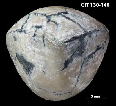 https://files.geocollections.info/large/ed/d2/edd2a1d1-8aee-4eb5-bb23-13f2586d8b16.jpg