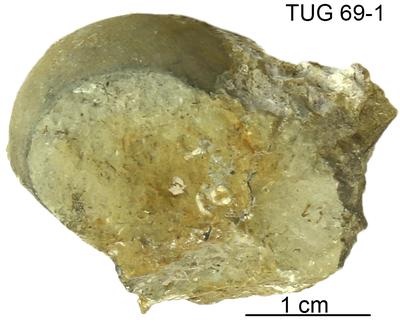 https://files.geocollections.info/large/ed/f6/edf6510a-7027-4548-bb07-80cacce2628d.jpg
