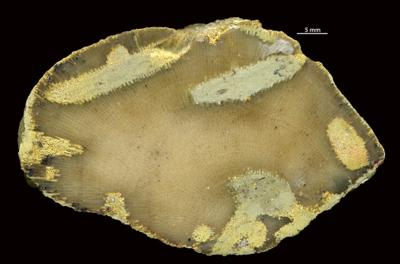 <i>Sanctum isp.</i><br />Aluvere quarry,  m, Haljala Stage