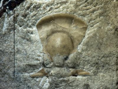 https://files.geocollections.info/large/ee/5f/ee5f51cf-c2a5-42a2-8ca2-afada1aeec50.jpg