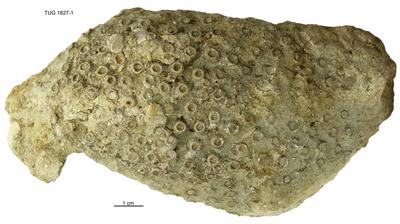 https://files.geocollections.info/large/ee/b5/eeb53823-23aa-470d-afc2-d969cf5089d1.jpg
