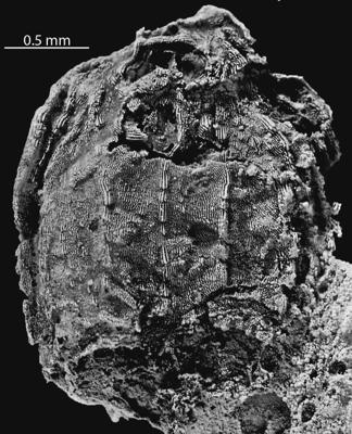 https://files.geocollections.info/large/ee/ca/eeca3ad6-6d14-4324-a82a-b381996f6089.jpg
