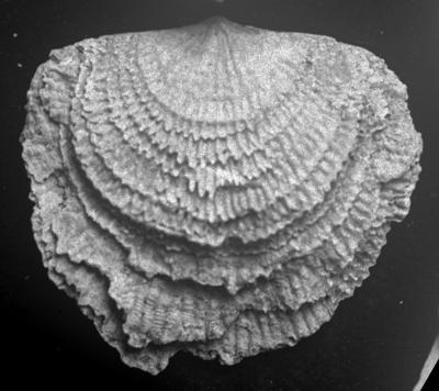 https://files.geocollections.info/large/ee/cc/eecc302f-fbd8-4fde-bbf8-2854956954a3.jpg