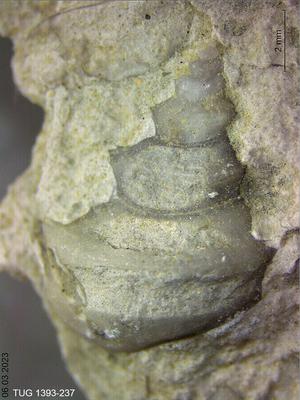 https://files.geocollections.info/large/ee/cc/eecc6b98-3533-4de6-9592-cfe4ba17797c.jpg