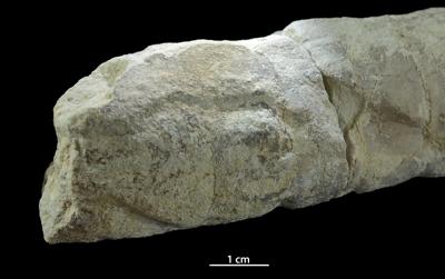 <i></i><br />Aluvere quarry,  m, Idavere Substage