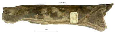 https://files.geocollections.info/large/ef/0a/ef0af94b-6938-47ed-8427-a6cab8c2449d.jpg