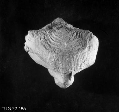 https://files.geocollections.info/large/ef/0f/ef0f99aa-d2b9-4f00-9249-8e7a59a30225.jpg