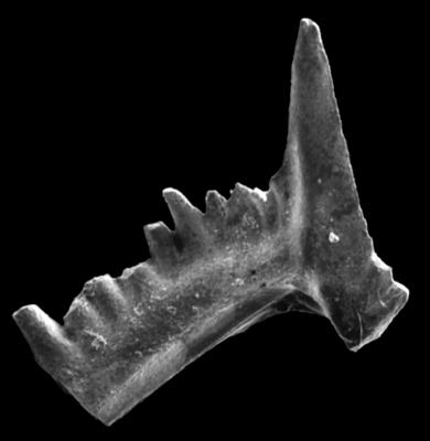 https://files.geocollections.info/large/ef/46/ef46e5ef-7575-452f-9e13-c139480f99e7.jpg