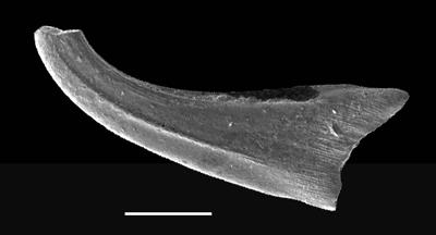 https://files.geocollections.info/large/ef/54/ef545804-9626-4624-ba62-ea8f635fba2f.jpg